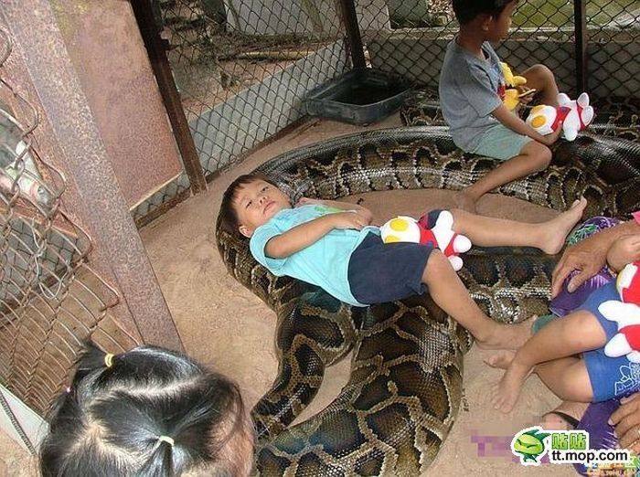 child playing with a large snake