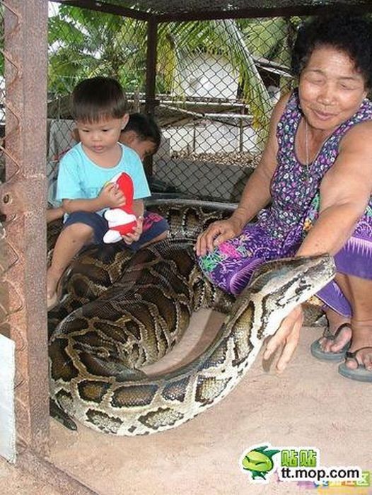 child playing with a large snake