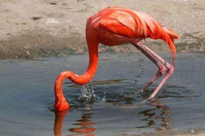 flamingo fail