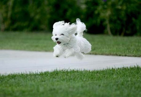 running dog