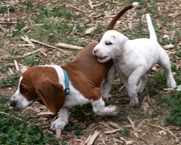 running dog