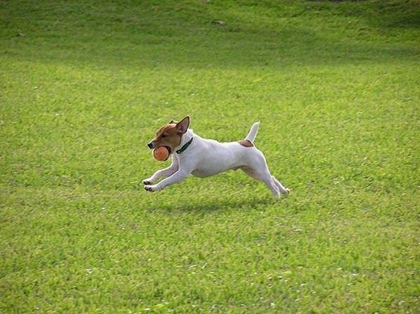 running dog