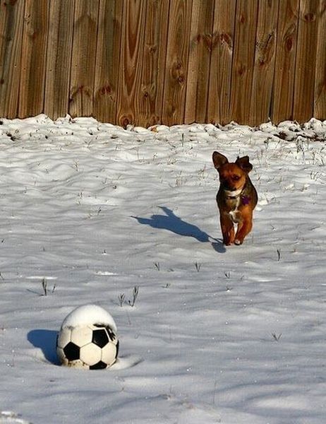 running dog