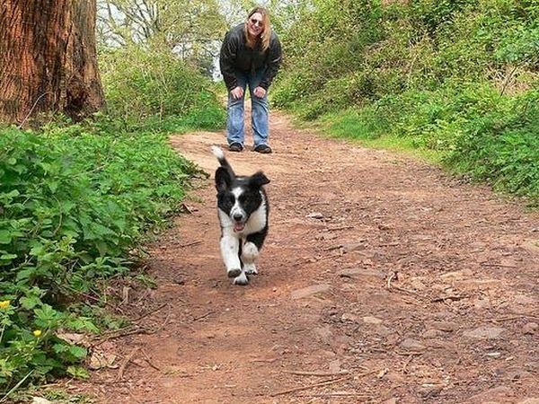 running dog