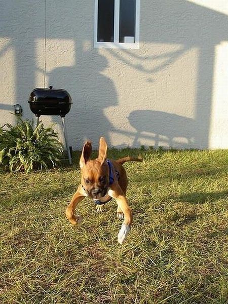 running dog