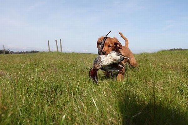 running dog