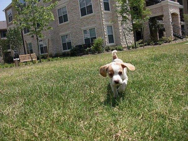 running dog