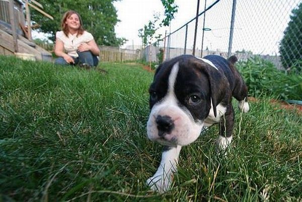 running dog