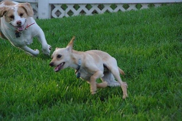 running dog