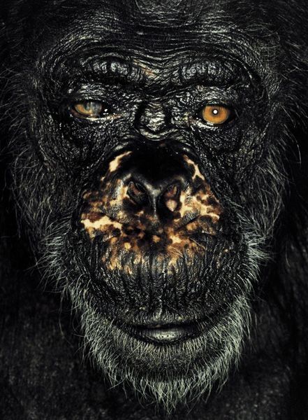 ape portrait