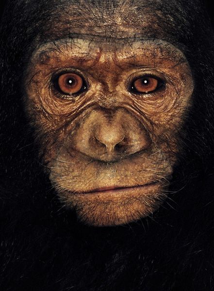 ape portrait