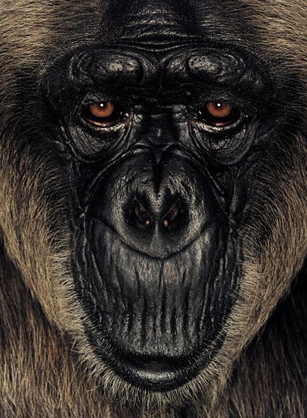 ape portrait