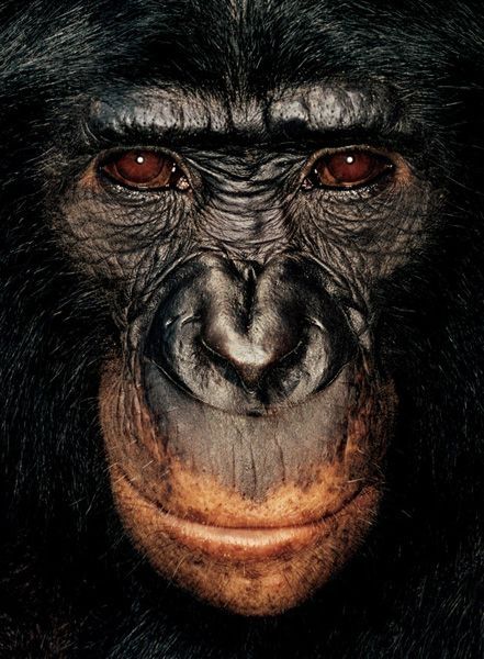 ape portrait