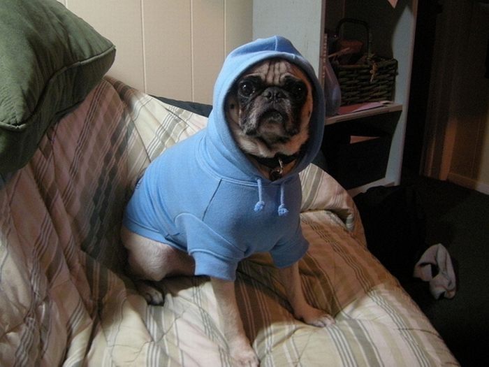 pug in costume