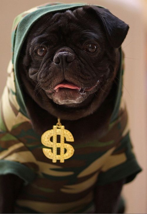 pug in costume