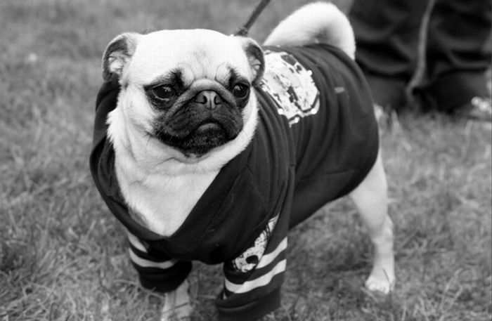 pug in costume