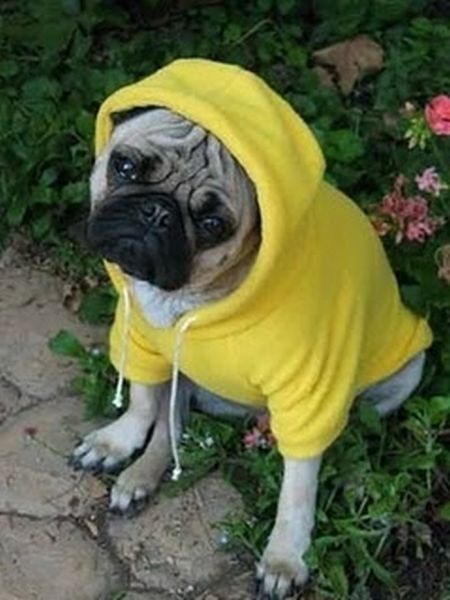 pug in costume