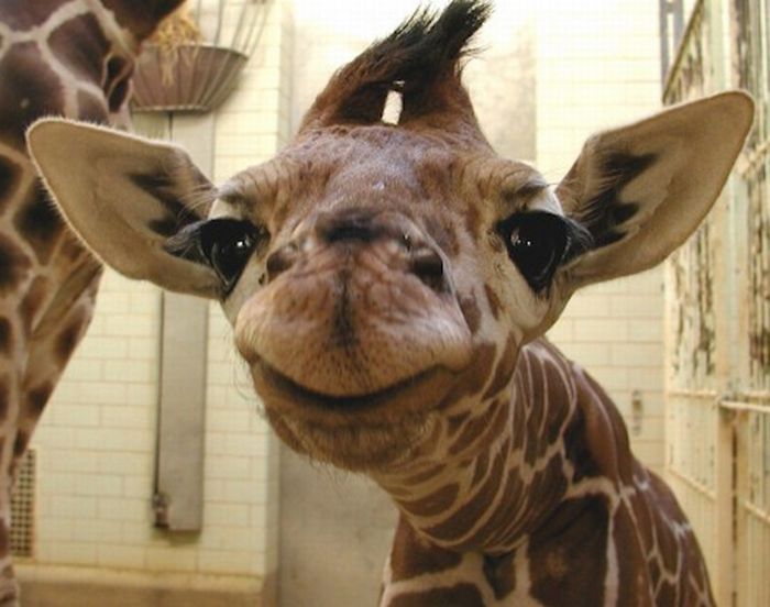 baby giraffe