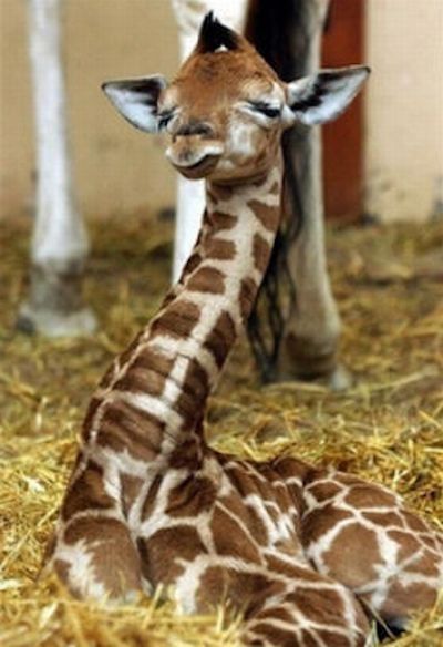 baby giraffe