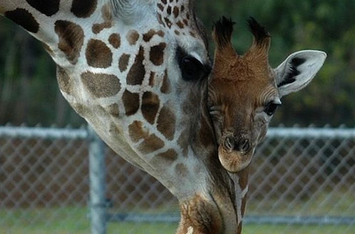 baby giraffe