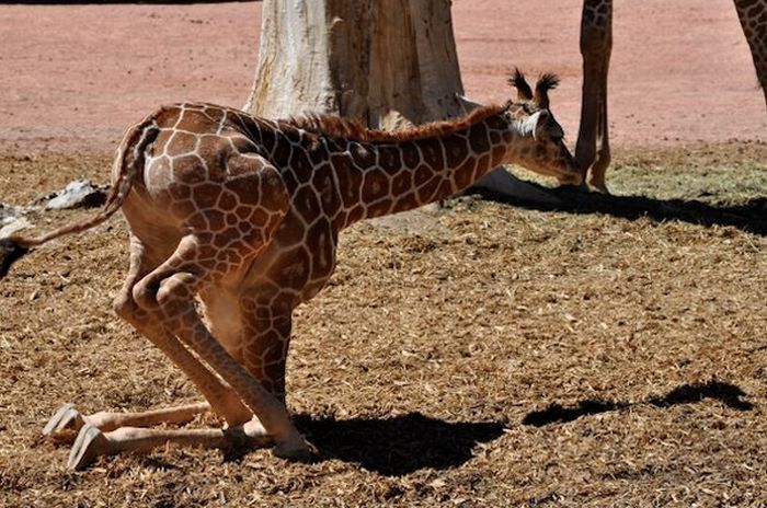 baby giraffe