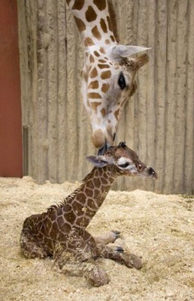 baby giraffe