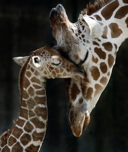 baby giraffe