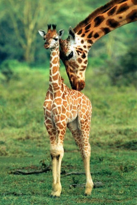 baby giraffe