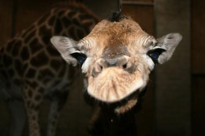 baby giraffe