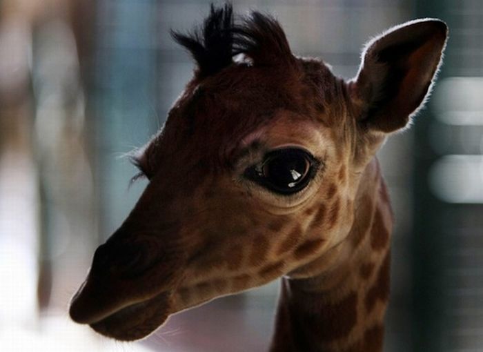 baby giraffe