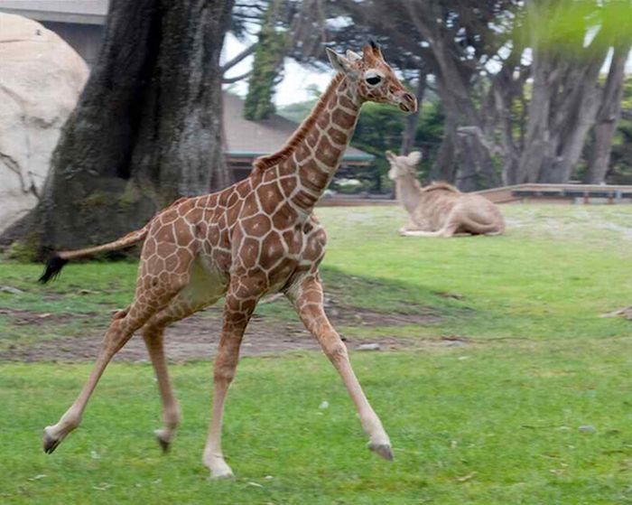 baby giraffe