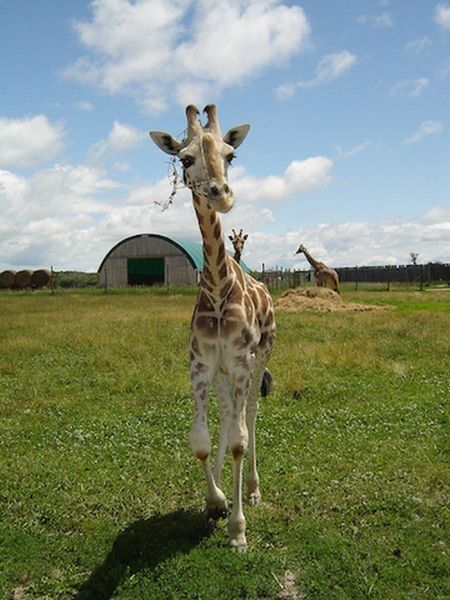 baby giraffe