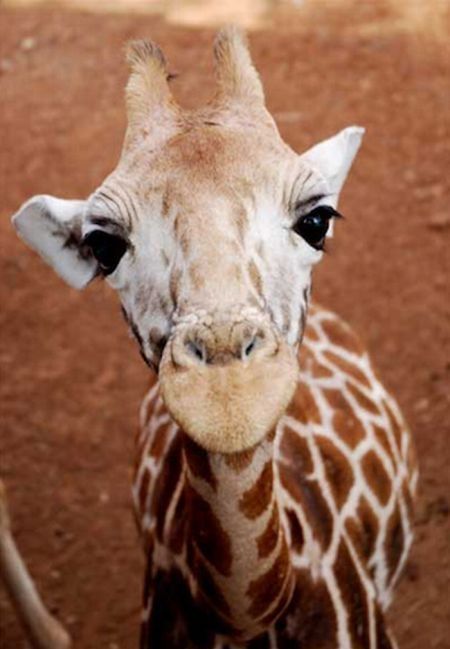 baby giraffe