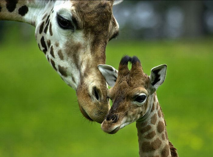 baby giraffe