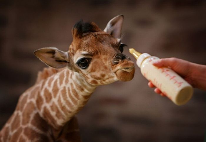 baby giraffe