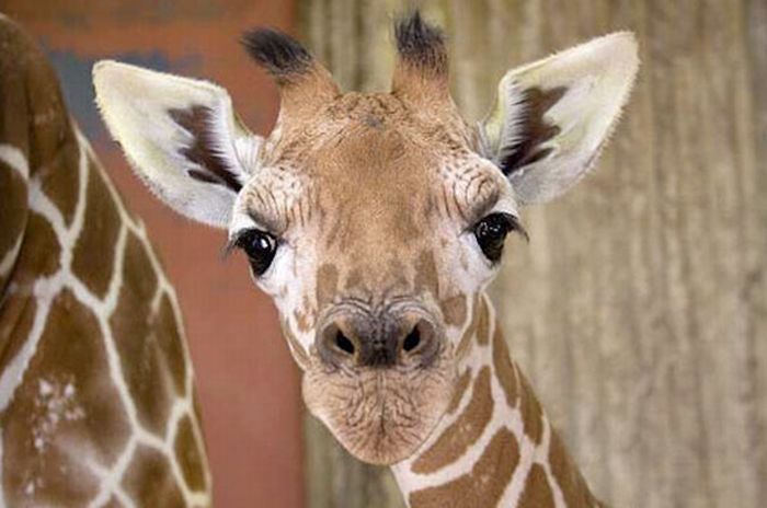 baby giraffe