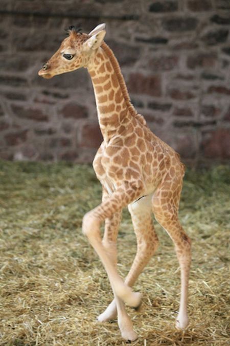 baby giraffe