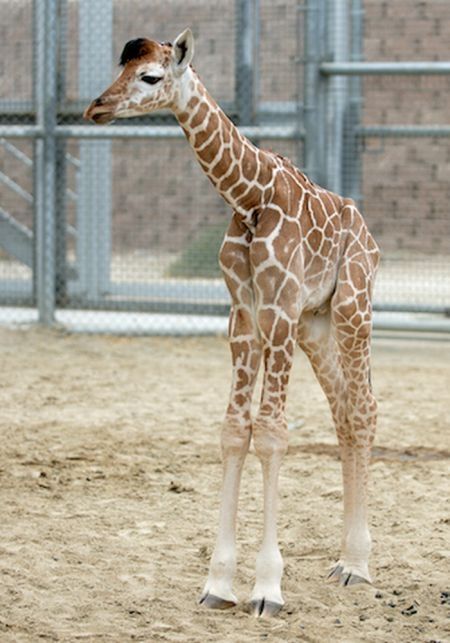 baby giraffe