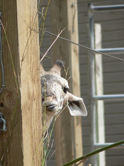 baby giraffe