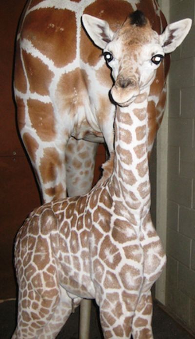 baby giraffe