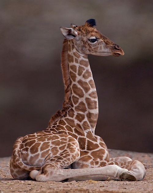 baby giraffe