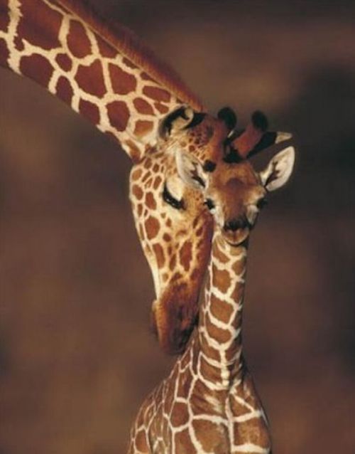 baby giraffe