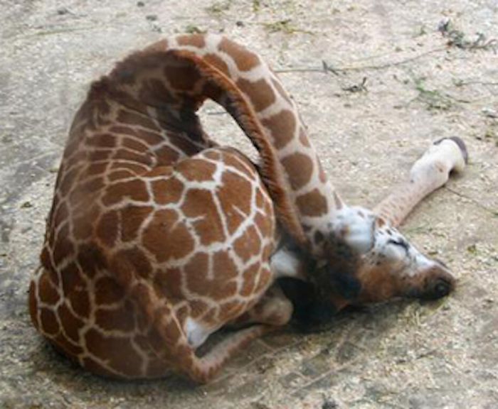 baby giraffe