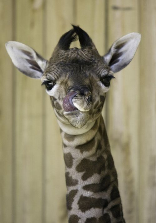 baby giraffe