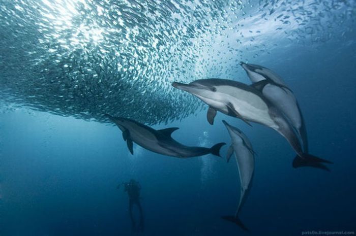 underwater sardine dance