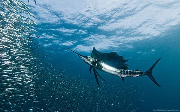 underwater sardine dance