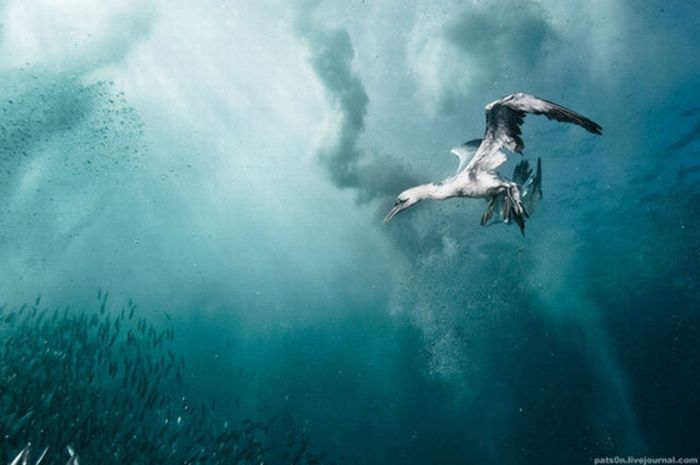 underwater sardine dance