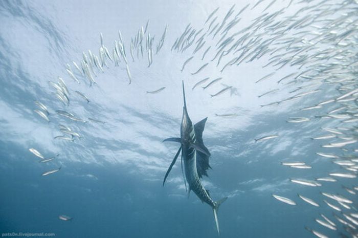 underwater sardine dance