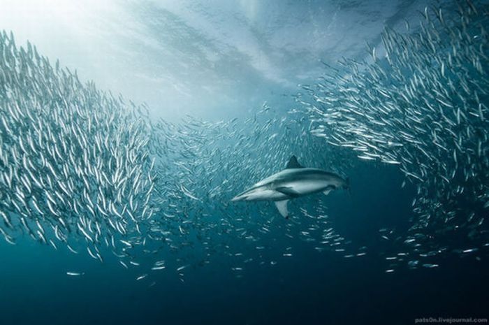 underwater sardine dance