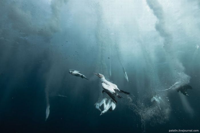 underwater sardine dance